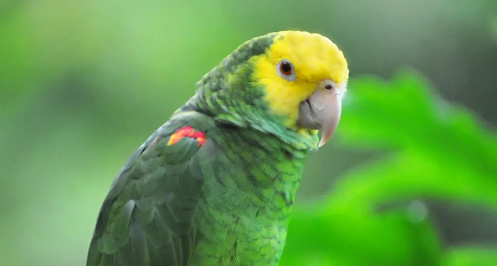 yellow parrots