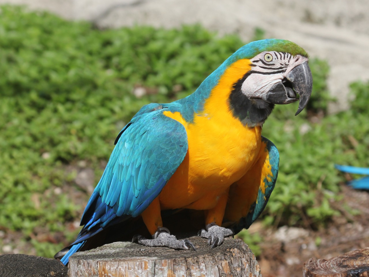 yellow parrots