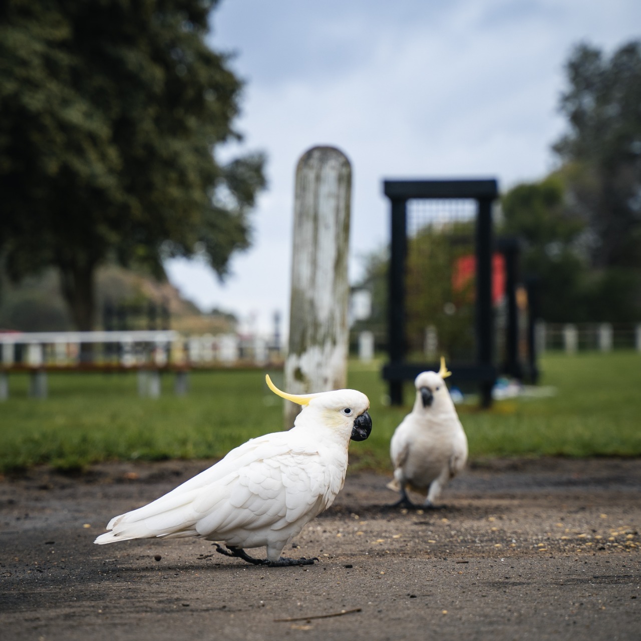 yellow parrots