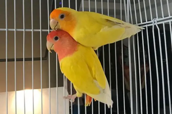 yellow parrots