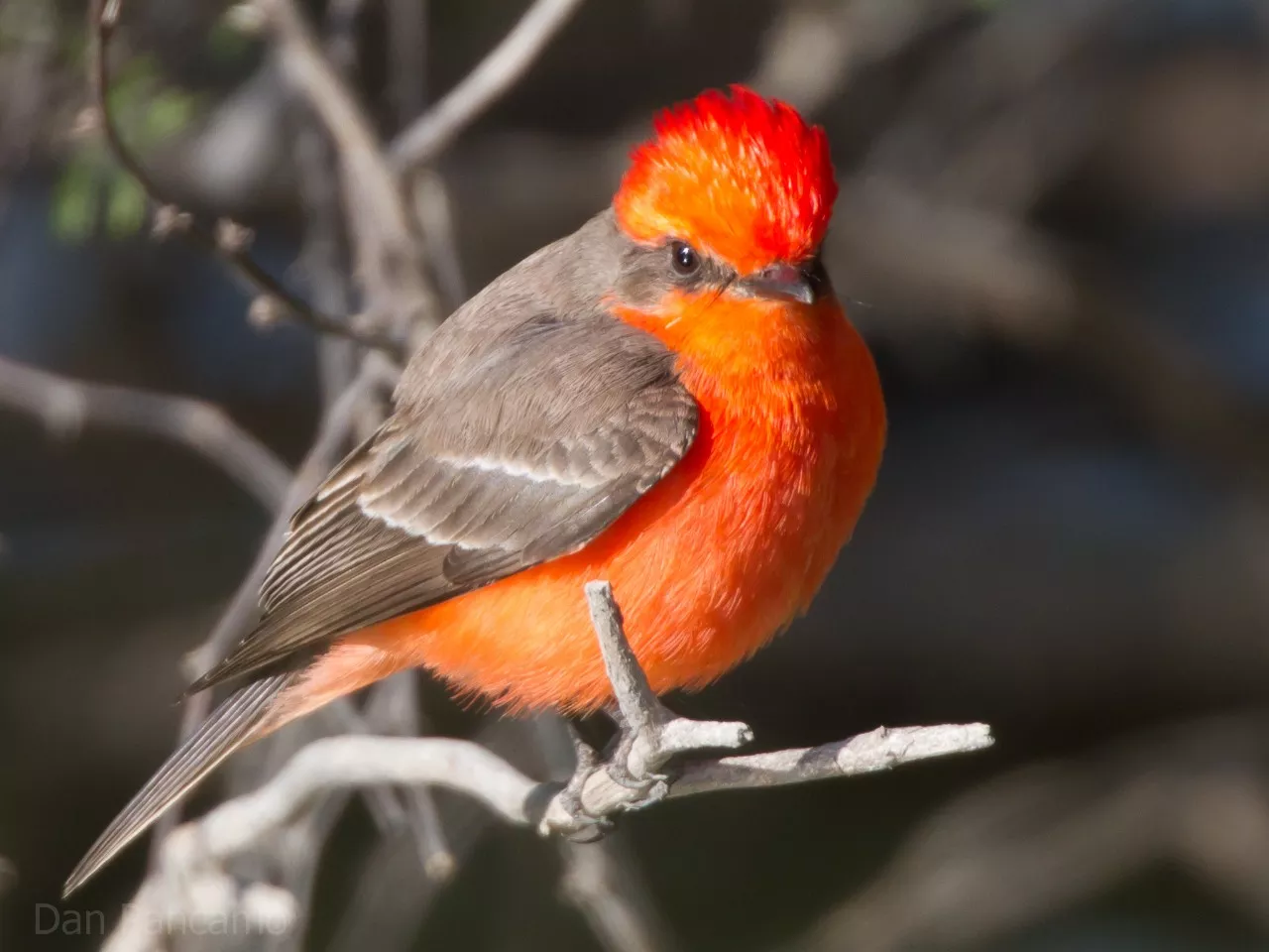 Red Birds With Black Wings