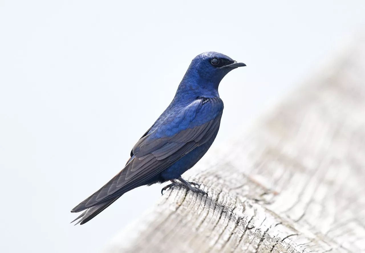 black bird with blue head