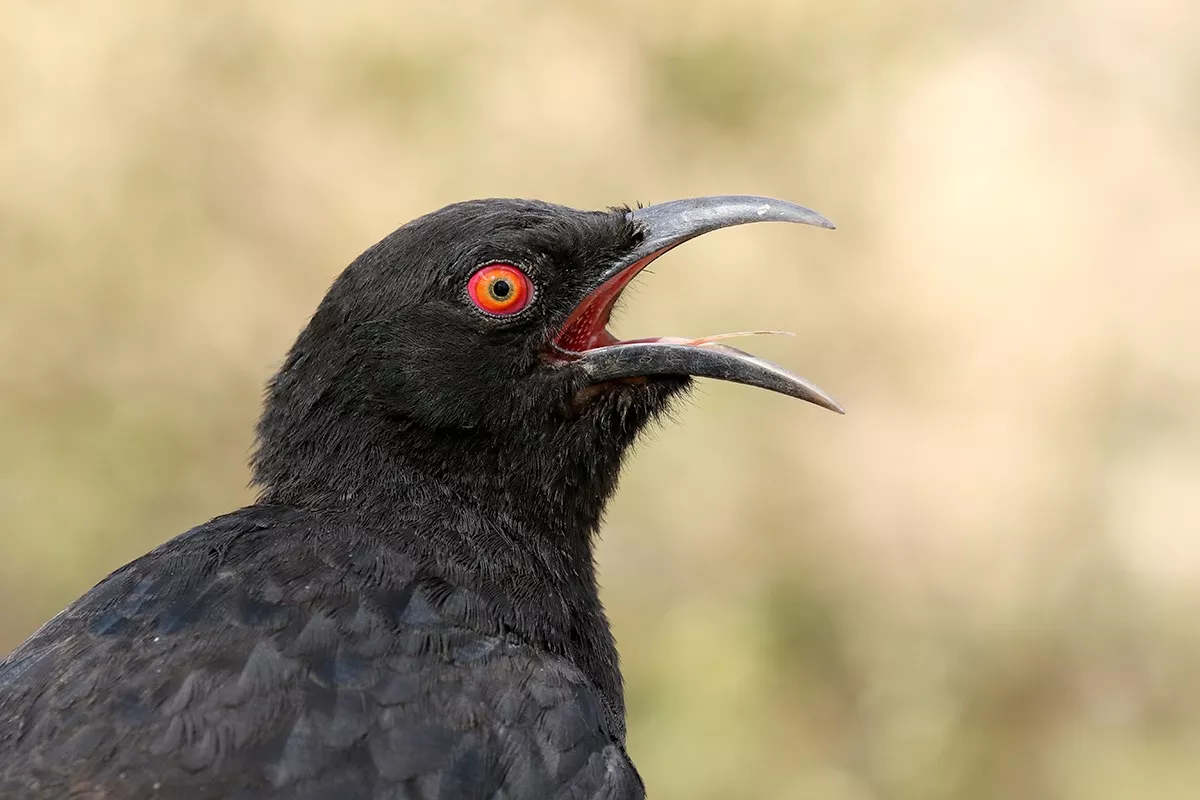 birds with mud nests