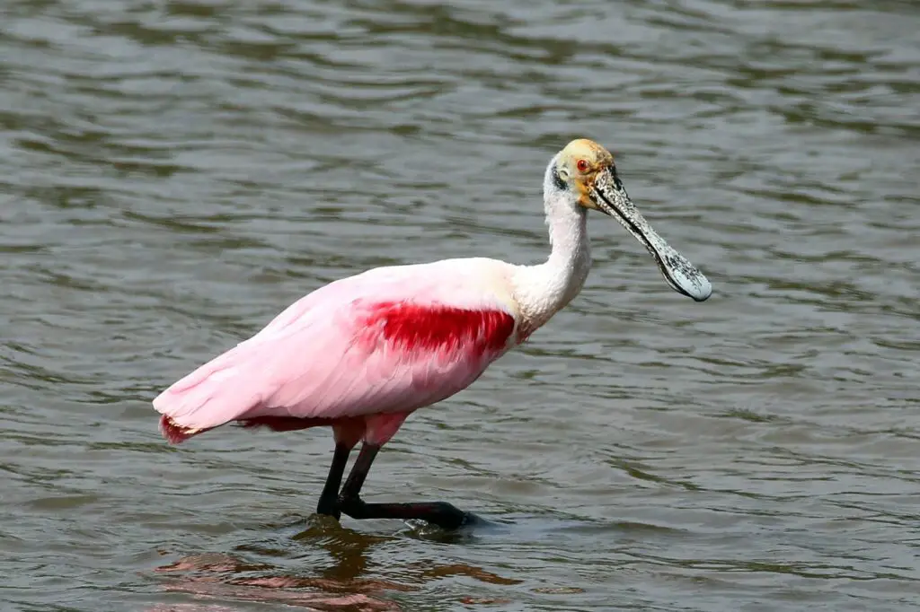 Birds with Long Legs