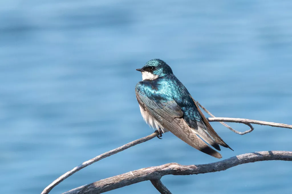 Blue Birds in New Hampshire