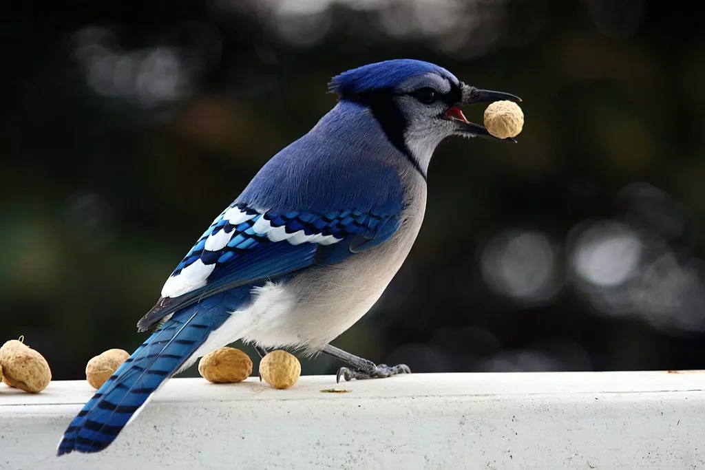 bluebirds in Florida