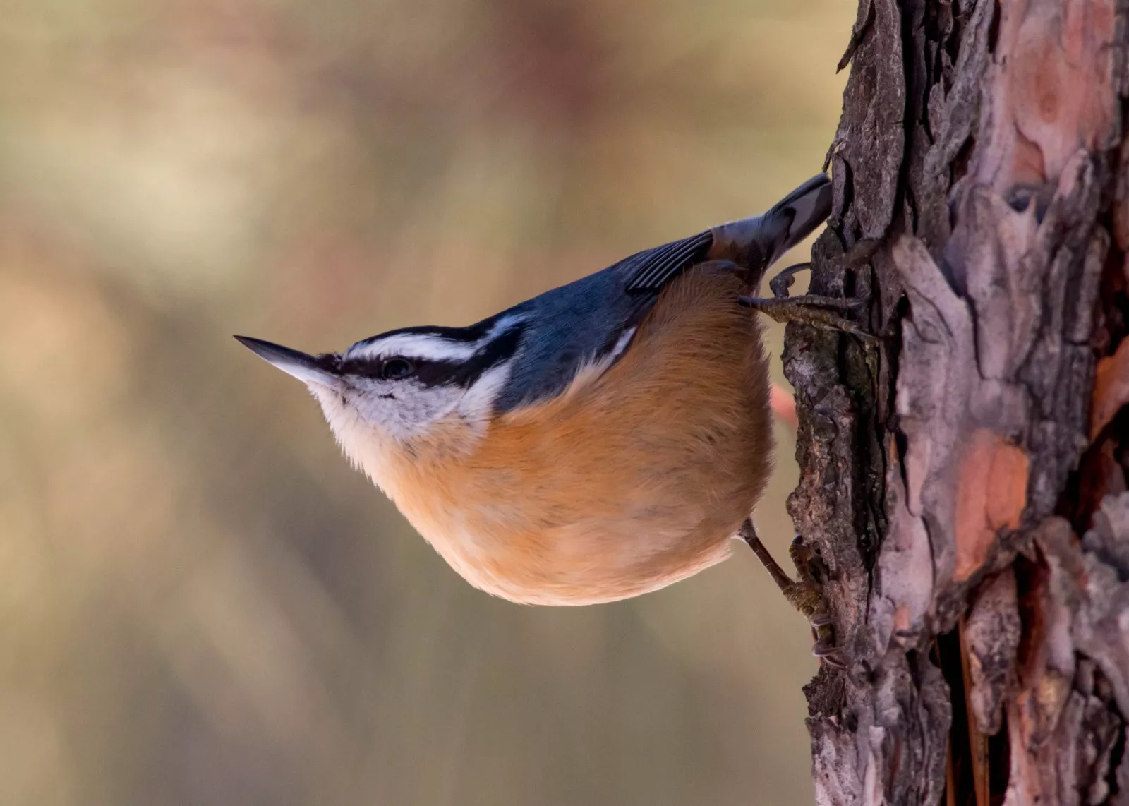 birds with orange chest