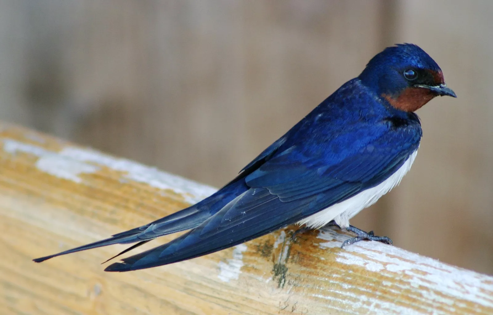 bluebirds in Florida