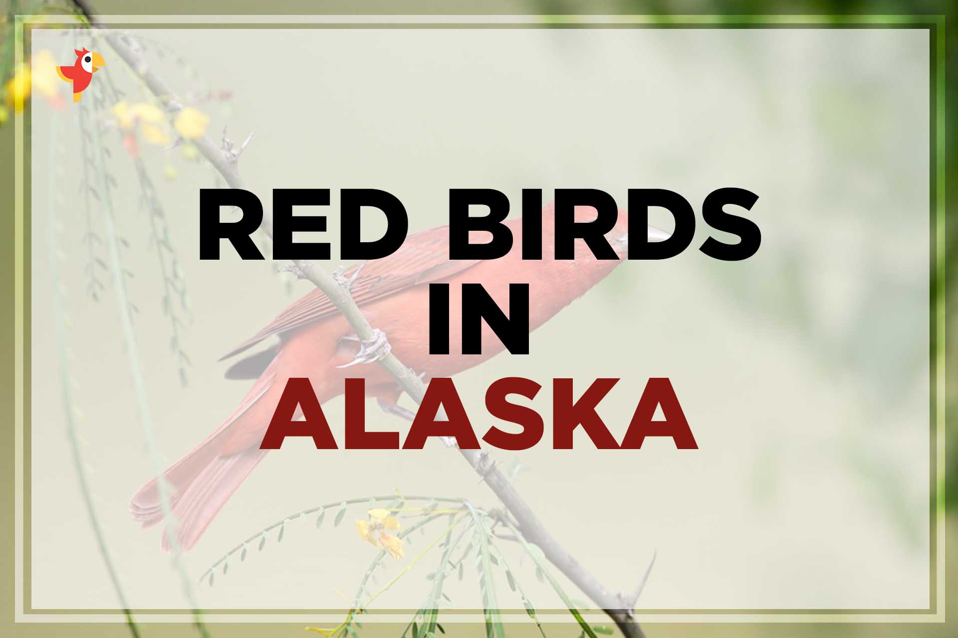 Beautiful Red Birds In Alaska Images Ids