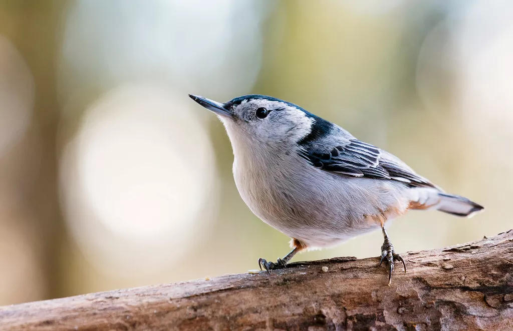 Blue Birds in New Hampshire