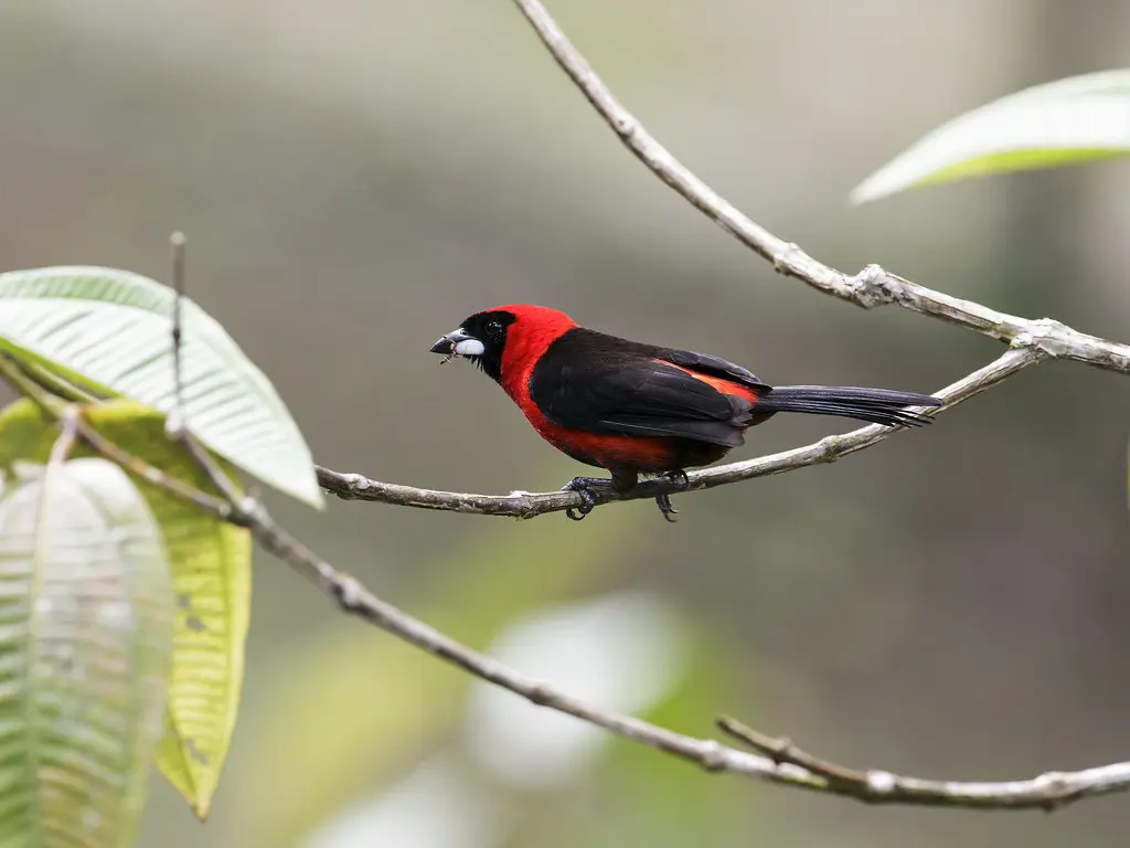 Red Birds With Black Wings