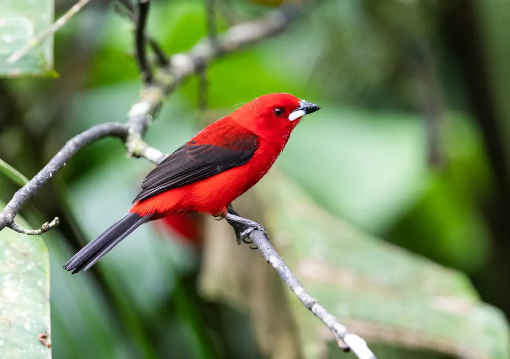 Red Birds With Black Wings