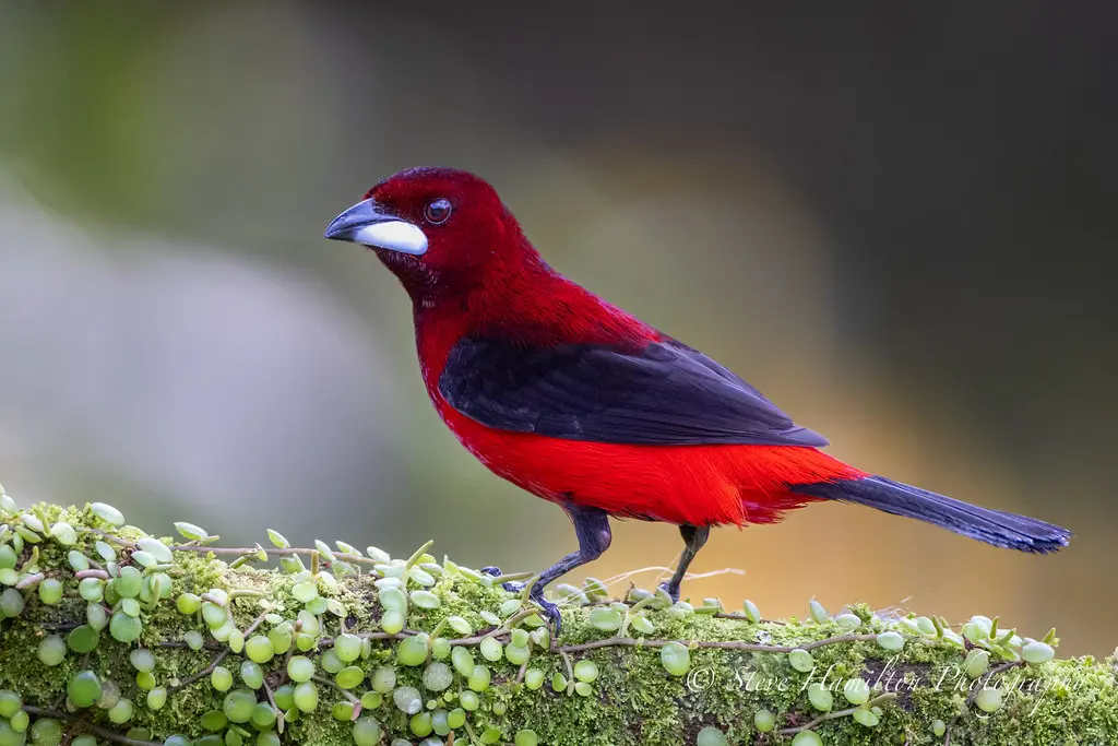 Red Birds With Black Wings