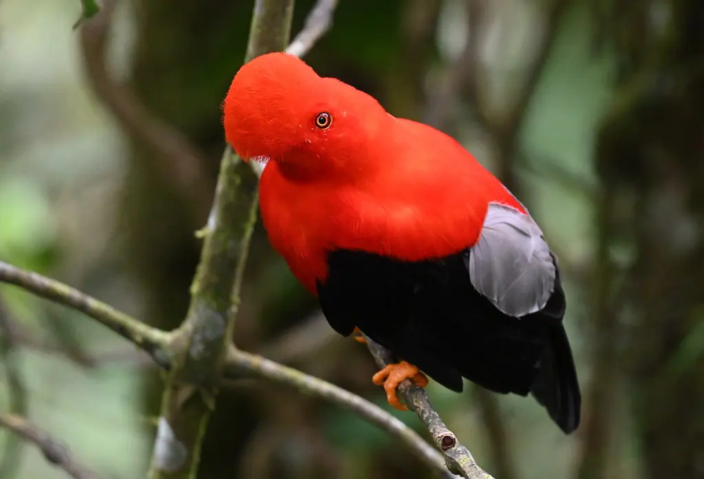 Red Birds With Black Wings