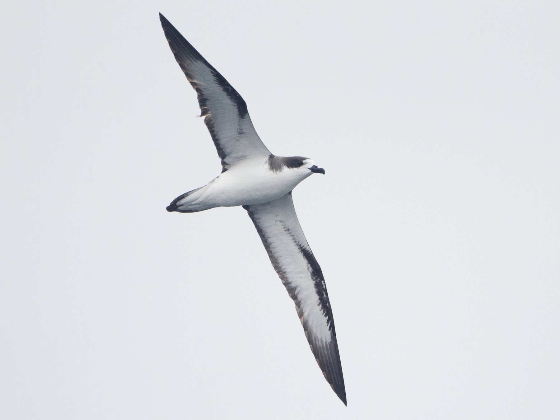 20 Beautiful Birds Of Kauai Images IDs