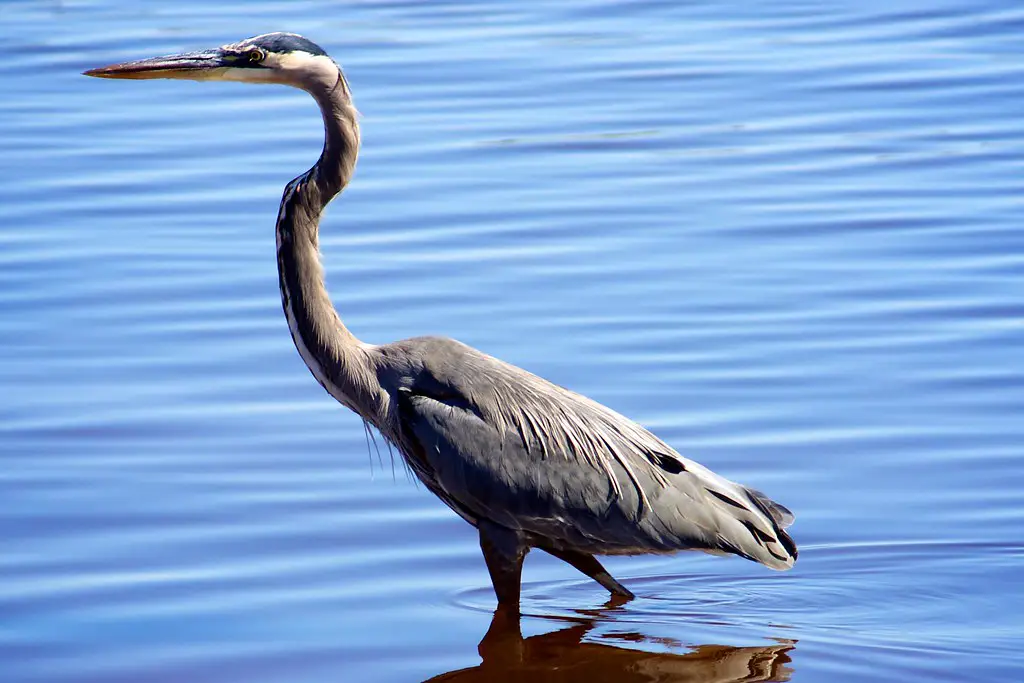 Types Of Herons Found In Florida [with Images]