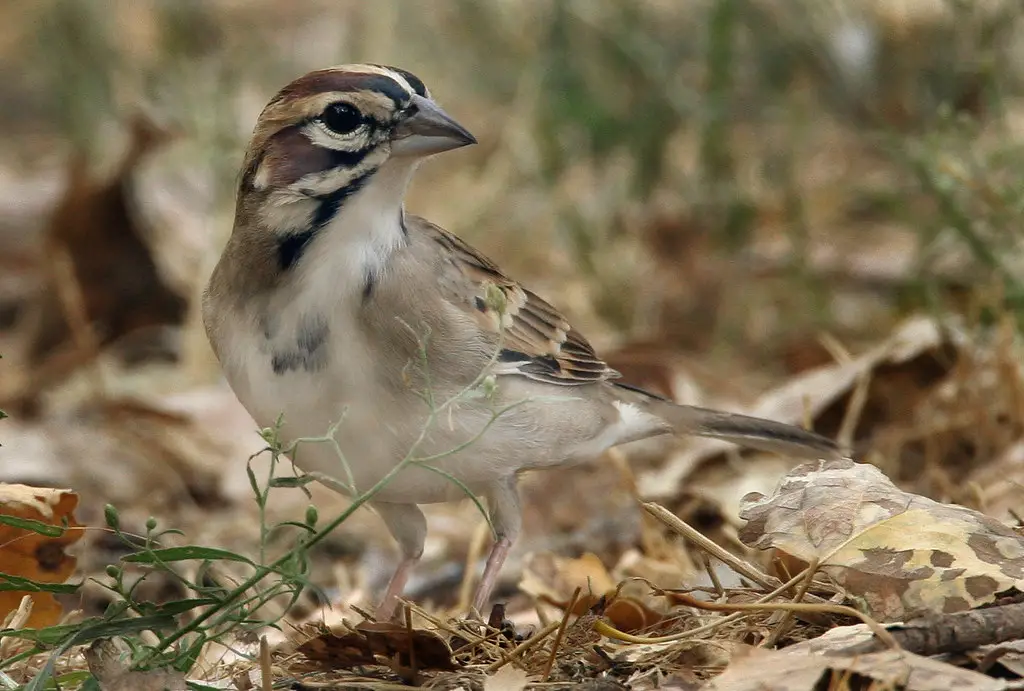 10 Types Of Sparrows With Striped Heads