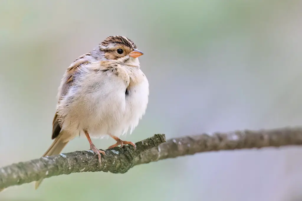 10 Types Of Sparrows With Striped Heads