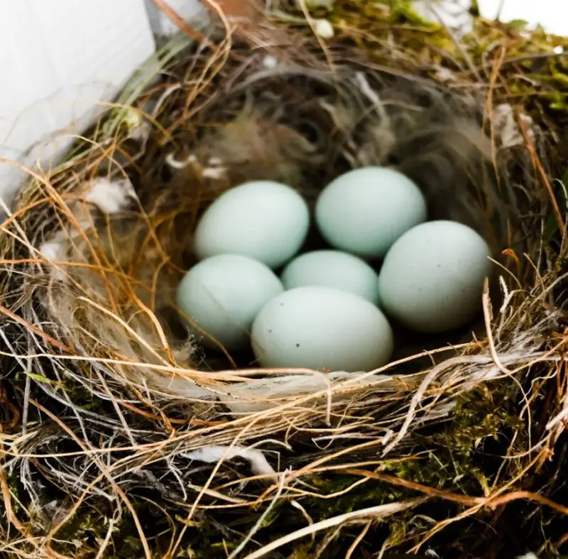 House Finch Nesting