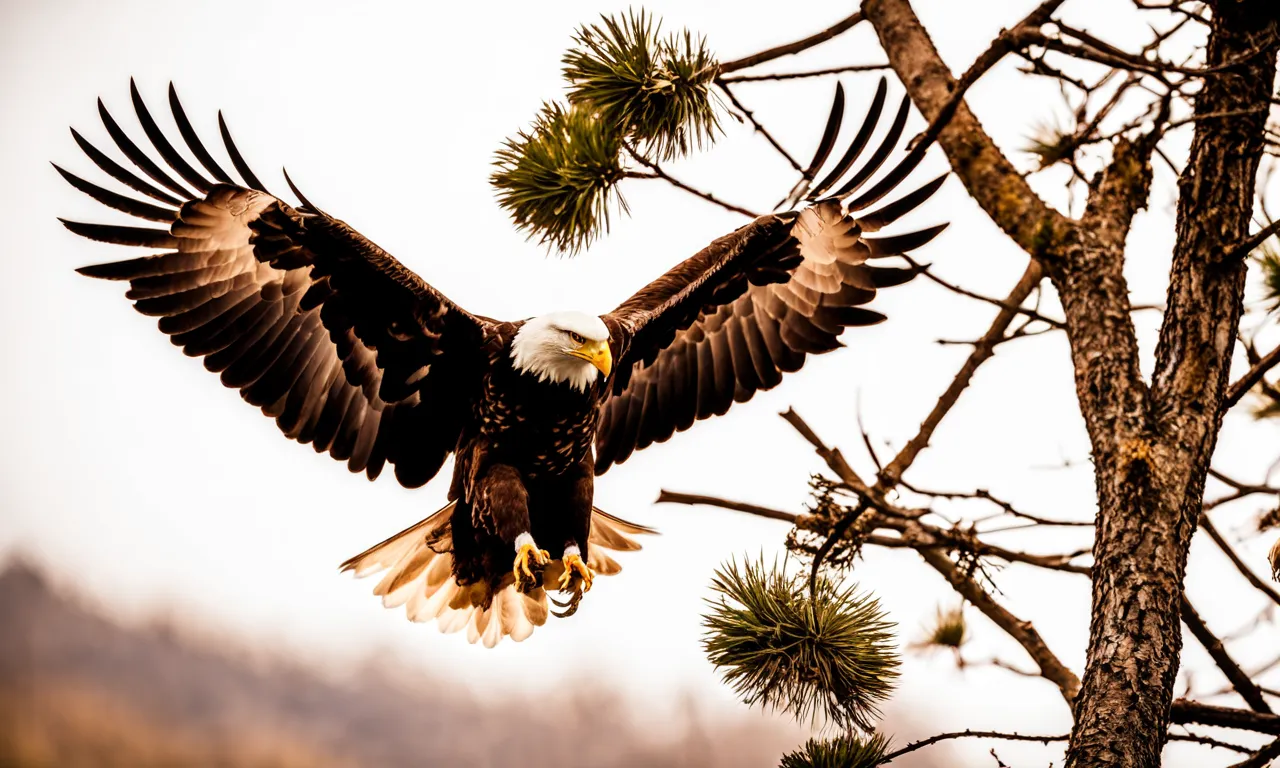 Golden Eagle Vs Bald Eagle Everything You Need To Know