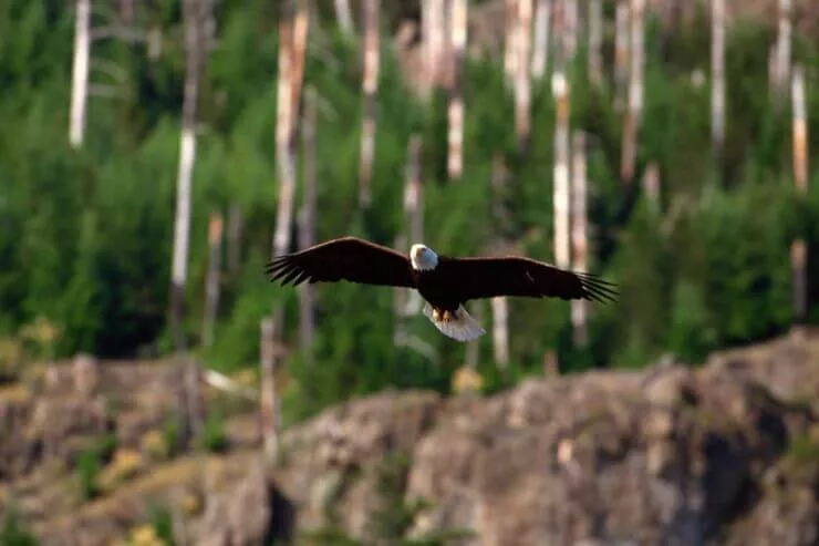 A close up photo of a Bald Eagle gliding over the water