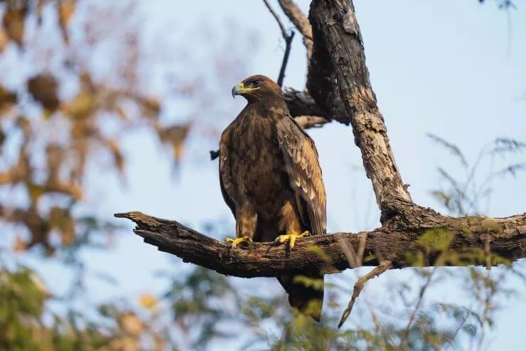 Golden Eagle