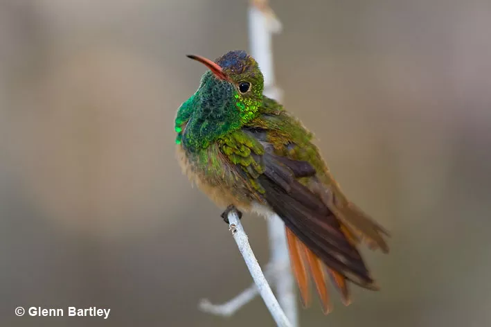 Some hummingbirds living in warmer climates do not migrate.