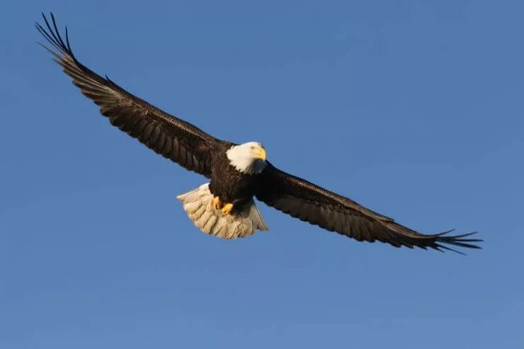 Bald Eagle in flight