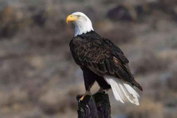 A close up photo of a Bald Eagle sitting on a tree stump