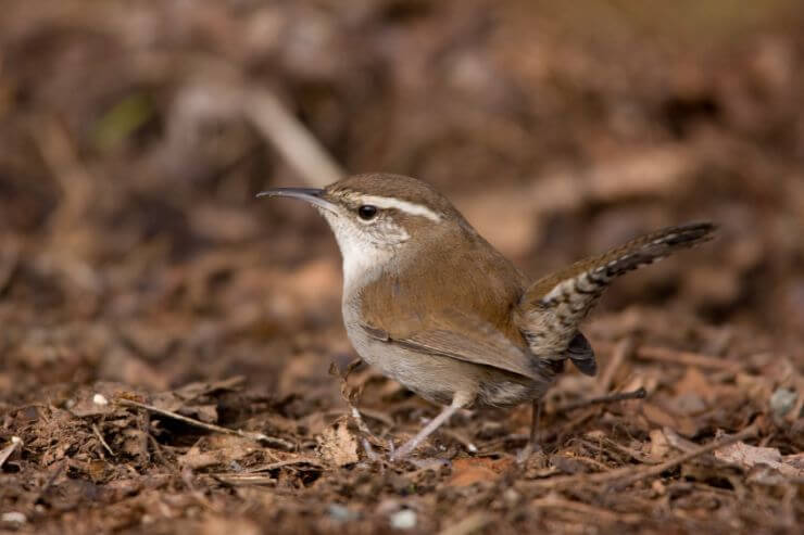 Bewick’s Wren