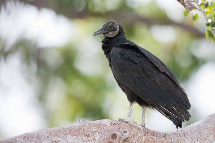 Black Vulture