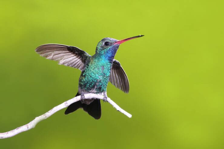 Broad-billed Hummingbird