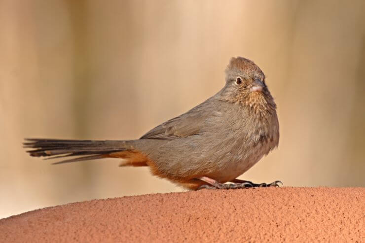 Canyon Towhee