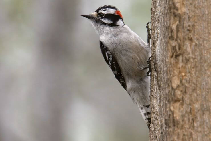 Downy Woodpecker