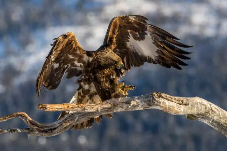 A close up photo of a Golden Eagle landing