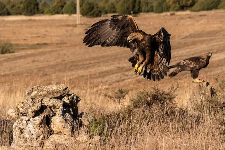 Golden Eagle