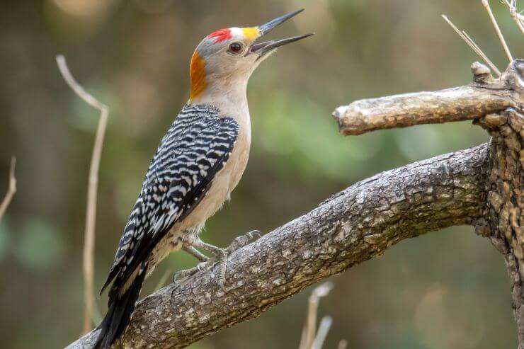 Golden-fronted Woodpecker