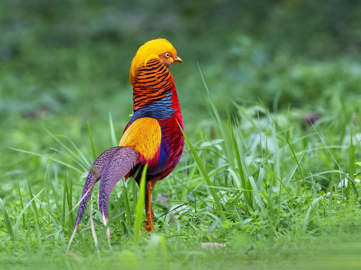 What Do Pheasants Eat? All You Need To Know