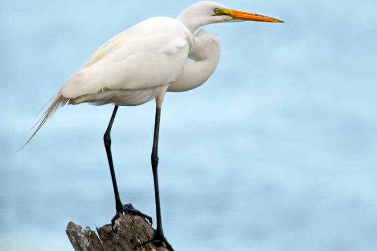 Great Egret