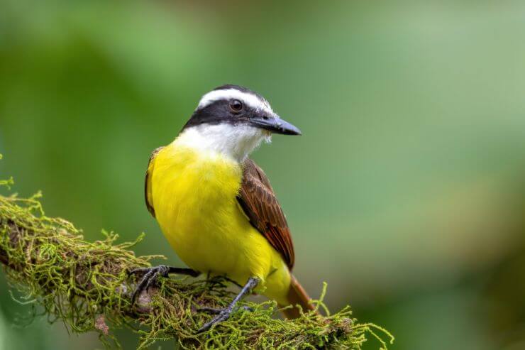 Great Kiskadee