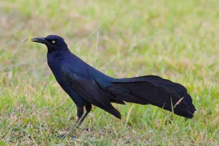 Great-tailed Grackle