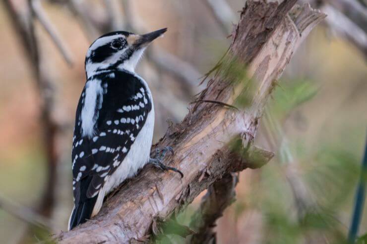 Hairy Woodpecker