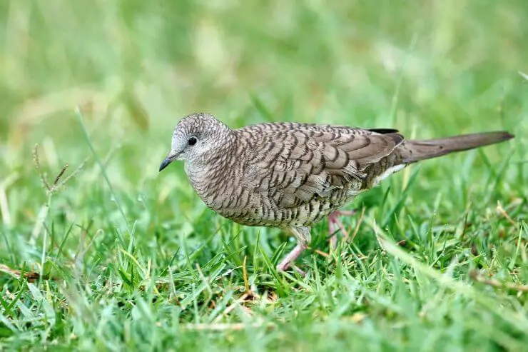 Inca Dove