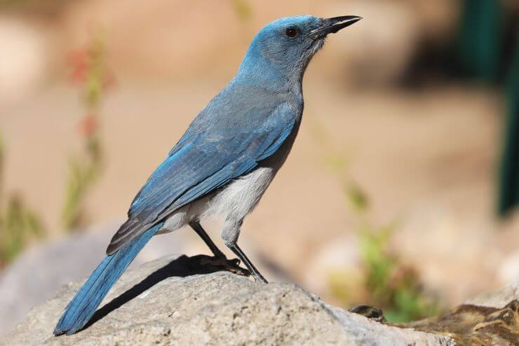 Mexican Jay