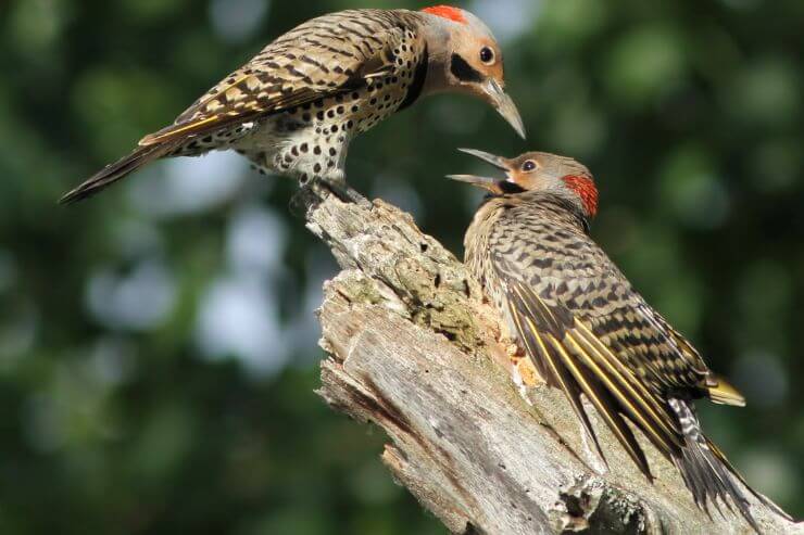 Northern Flicker