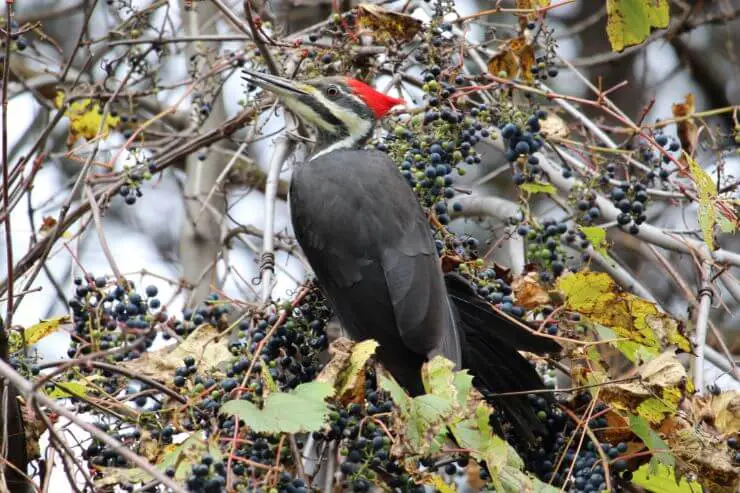 Pileated Woodpecker