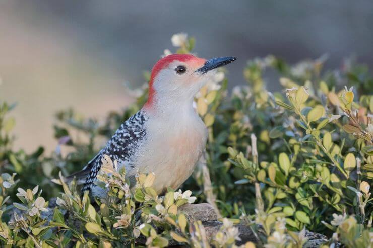 Red-Bellied Woodpecker