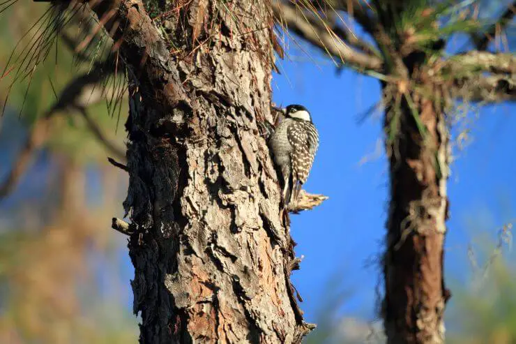 Red-Cockaded Woodpecker