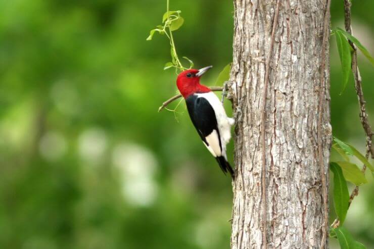 Red-Headed Woodpecker