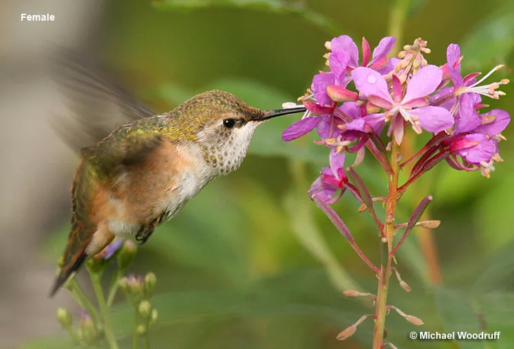 Colder weather and lack of food play the biggest role when it comes to migrating.